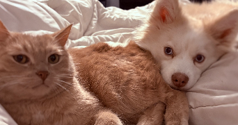 emilie pet sitter à VALENTON 94460_3
