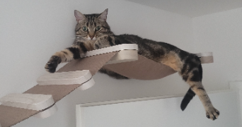 enola pet sitter à BRIE COMTE ROBERT 77170_1