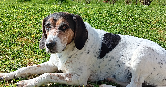 romane pet sitter à BAIN DE BRETAGNE 35470_2