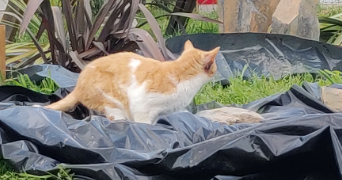 anne pet sitter à GUEMENE PENFAO 44290_5