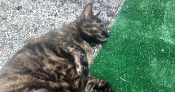 elilini pet sitter à FONTENAY SOUS BOIS 94120_6