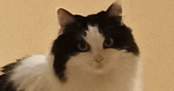 marie-france cat sitter à SANNOIS 95110_4