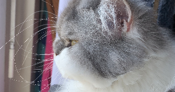 nani pet sitter à MARCQ EN BAROEUL 59700_0