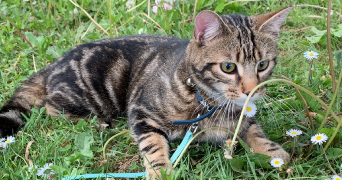 margot pet sitter à BEAUVAIS 60000_5