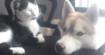 mélina pet sitter à VIC SUR CERE 15800_1
