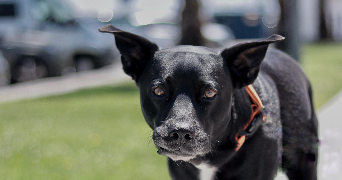 anaïs pet sitter à EPONE 78680_3