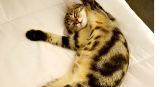 priscillia pet sitter à WITTELSHEIM 68310_1