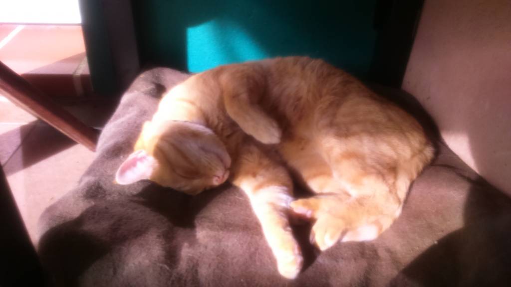 Marylène pet sitter à Le Barcarès 66420_3