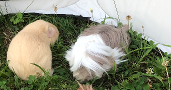 anaïs pet sitter à MARCY L ETOILE 69280_5