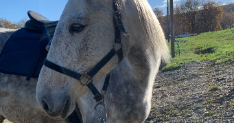 martia pet sitter à PAMIERS 09100_3