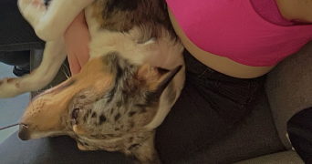 camille pet sitter à STRASBOURG 67000_2