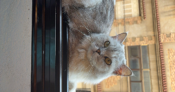 mohammed saad pet sitter à QUINCY SOUS SENART 91480_3