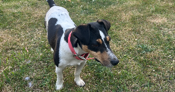 elyse pet sitter à MEULAN EN YVELINES 78250_1