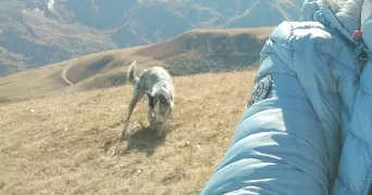 geneviève pet sitter à MORLAIX 29600