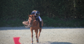 hippolyne pet sitter à LE HOM 14220_3
