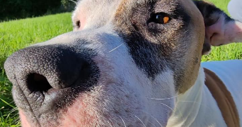 sofia pet sitter à AMIENS 80000_1