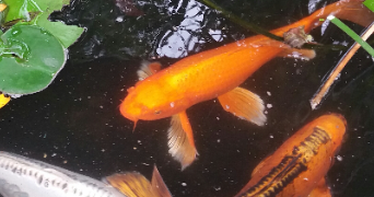 françois pet sitter à VERDUN SUR GARONNE 82600_3