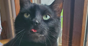 laetitia pet sitter à THONON LES BAINS 74200_4