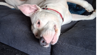 marjorie pet sitter à ST LAURENT DE LA SALANQUE 66250_6