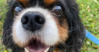muriele pet sitter à COMMERCY 55200_1