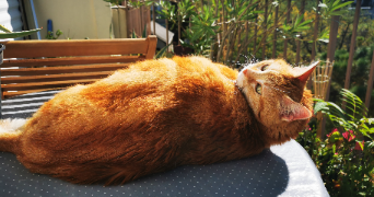 vanessa pet sitter à ANGERS 49100_3