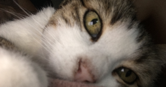 cecile pet sitter à GRENOBLE 38000_4