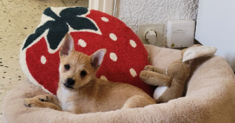 sandra pet sitter à AUBORD 30620_1