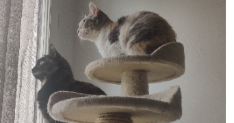 chloé pet sitter à Bouguenais 44340_2