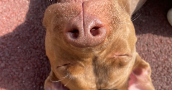 julie pet sitter à CLAMART 92140_1