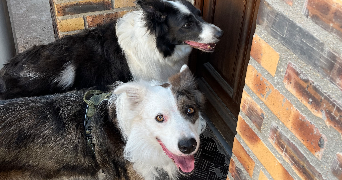 claire pet sitter à ST AVOLD 57500_3