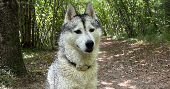 marion pet sitter à LAVELANET 09300_1