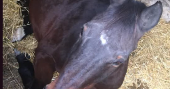 lea pet sitter à HYERES 83400_2