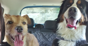 jessica pet sitter à CHAMPIS 07440_8