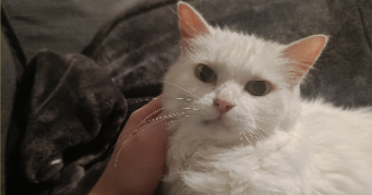 valentine pet sitter à PARIS 20 75020_3