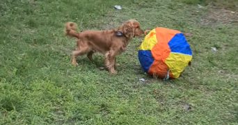 sandrine dog sitter à MENSIGNAC 24350_4