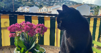 aude pet sitter à Mandelieu-la-Napoule 06210_8