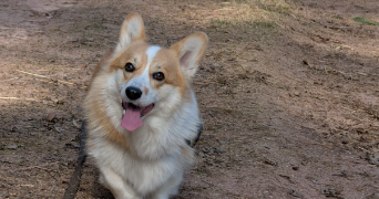 kévin pet sitter à SAVERNE 67700_1