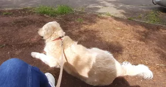 joséphine pet sitter à LE CHESNAY ROCQUENCOURT 78150