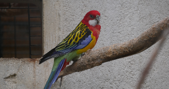 gauvain pet sitter à LYON 07 69007_2