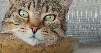 pascale pet sitter à PARAY LE MONIAL 71600_2