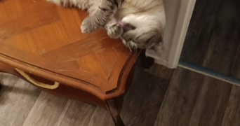 karen pet sitter à BRY SUR MARNE 94360_2