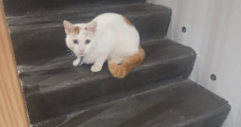 florence pet sitter à RIORGES 42153_7