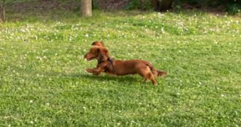 dioulissa pet sitter à ST AIGULIN 17360_2
