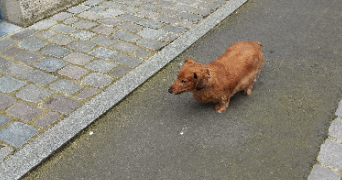 antony pet sitter à CAMBRAI 59400_4