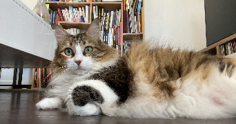 maud pet sitter à ST CYR L ECOLE 78210_6
