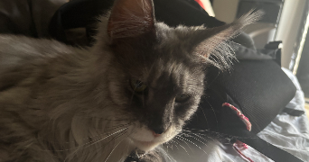 milan pet sitter à METZ 57000_1