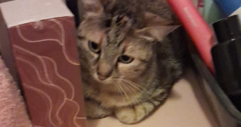 nadège pet sitter à METZ 57070_9