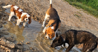 marlene pet sitter à AUNEAU BLEURY ST SYMPHORIEN 28700_36