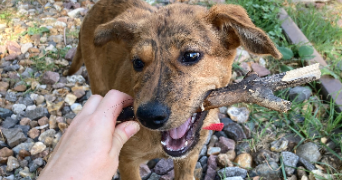 clémence pet sitter à LE PERREUX SUR MARNE 94170_2