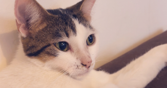 stanislas pet sitter à LE COTEAU 42120_3